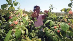 Регистрираха 70 000 еднодневни трудови договори само за два месеца