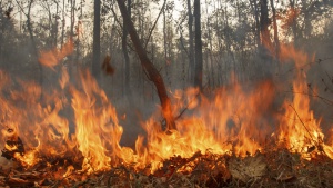 27 декара гора изгоряха в Любино заради човешка небрежност