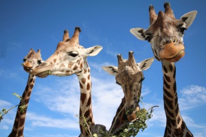 Най-добрите зоопаркове в Европа са в Австрия и Германия  (СНИМКИ)