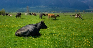 Фермерите ще получат близо 250 млн.лева до края на годината