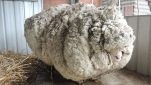 Мериносовата овца Крис беше остригана след 5 години с рекордно тежко руно