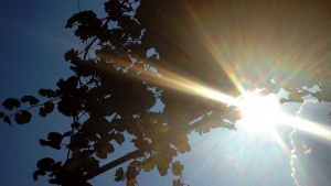 Очаква ни слънчев и топъл първи учебен ден