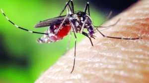 Мъж почина от нилска треска в София