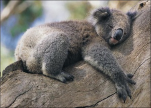 Австралийско семейство осинови коала