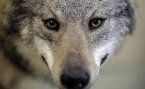 Вълк избяга от зоопарка в Благоевград