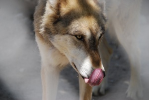 Намериха вълка, който избяга от зоопарка в Благоевград