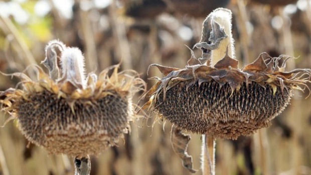 Олиото поскъпва заради слабата реколта на слънчоглед