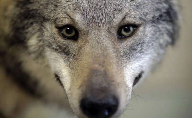 Вълк избяга от зоопарка в Благоевград