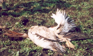 39 пеликани загинаха от удари в далекопроводи