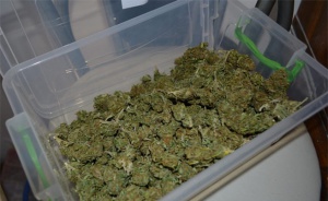 Откриха 400 кг марихуана в български бус в Италия