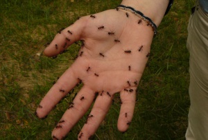 62-годишен ловец издържал 6 дни без вода, ял мравки