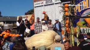 Тиква с тегло 893,1 кг прати на конкурс фермер от Орегон
