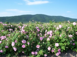 Розовите полета на Института по розата в Казанлък пустеят