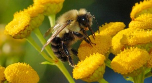 Стотици пчели нападнаха американски пътнически самолет