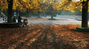 Паднало дърво затисна и уби мъж в Борисовата градина
