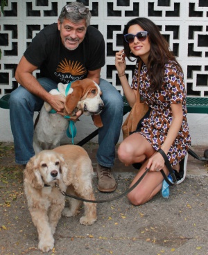 Джордж и Амал Клуни си осиновиха кученце