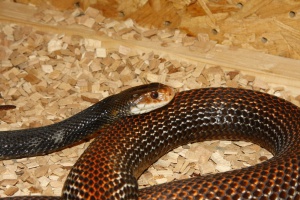 Най-отровните змии гостуват на Природонаучния музей в Пловдив