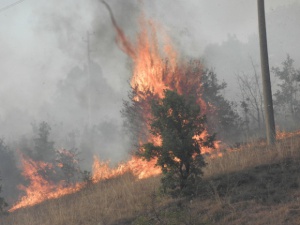 Пламна гората край Ботевград