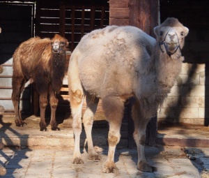 Варненският зоопарк с нови жители