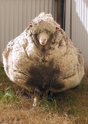 Остригаха изгубена преди 6г овца с 21-килограмово руно