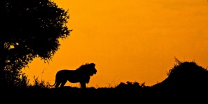 Популация лъвове е останала скрита с години в Етиопия