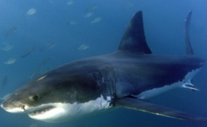 Почти 100 са нападенията от акула за миналата година
