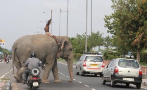 Слон с разбито сърце избяга от резерват и почупи 20 коли