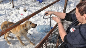 Бездомните кучета в София са намалели значително