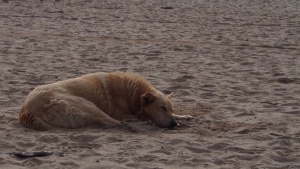 Месеци преди сезона три варненски плажа остават без концесионери