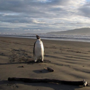 Благодарен пингвин плува 5000 мили всяка година за среща със спасителя си (ВИДЕО)