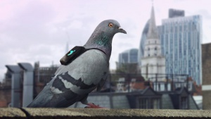 Гълъби със сензори мерят замърсяването на въздуха над Лондон