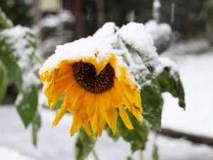 Месец март ще ни изненада със сняг