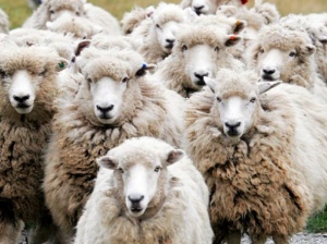 Фонд „Земеделие" започна приема на заявления за застраховане на селскостопанска продукция