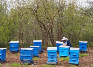 Пчеларите недоволни от решение за опасни пестициди