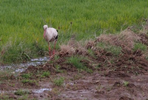 Край Варна е забелязано ято бели щъркели