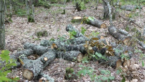 Унищожаването на горите – проблем № 1 за българите