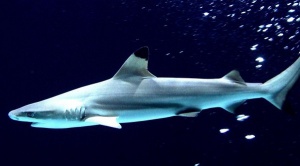 Париж предлага нощувка сред акулите