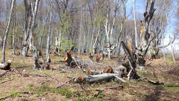 Извършителите на незаконна сеч в горите се чувстват безнаказани