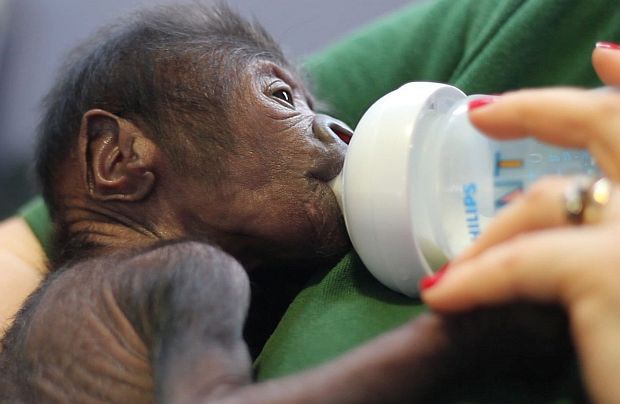 Британци кръстиха Афиа малко горилче, родено с цезерово сечение