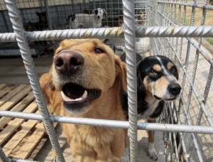 Граждани протестираха пред НС за подобряване на условията в общинските приюти за кучета