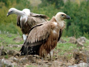 Белоглав лешояд се излюпи в Котел за първи път от 45 години насам