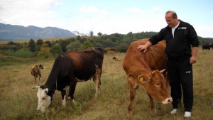 10 млн. лева допълнителна субсидия за животновъдите заради кризата в млечния сектор