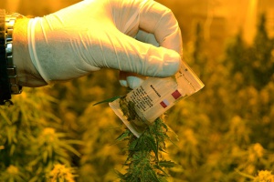 СДВР работи по конкретни сигнали за разпространение на наркотици в заведения