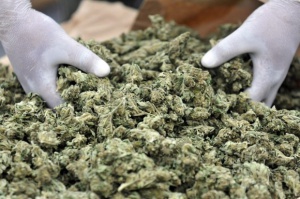 Френските гранични власти задържаха двама българина за притежание на 200 кг марихуана