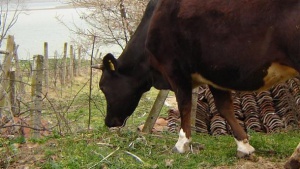 Увеличават се огнищата на болестта нодуларен дерматит по едрите преживни животни