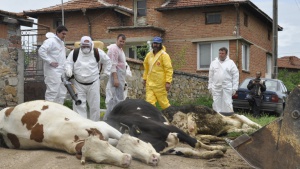 Кабинетът дава 20 млн. лева за справяне с болестта нодуларен дерматит по говедата