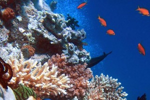 93% от Големия бариерен риф са засегнати от избелването на коралите