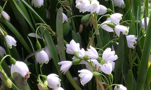 Брането на блатно кокиче се ограничава до 5000 кг