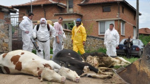 Започва ваксинацията срещу болестта по кравите