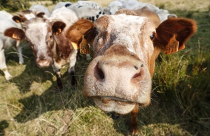 Идват тежки времена за любителите на говеждо! В Дания ще го облагат с такса – кравите имали пръст в климатичните промени